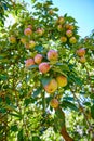 Apples growing on a tree and ready to be harvested on a countryside farm. Delicious ripe fruit is sold as healthy, fresh