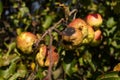 Apples grown without artificial fertilizers on an old apple tree. Royalty Free Stock Photo