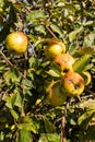 Apples grown without artificial fertilizers on an old apple tree. Royalty Free Stock Photo