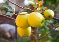 Apples grows on a branch Royalty Free Stock Photo