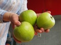 Apples in hand. The woman holds three green apples in her hands and offers them to the viewer. Organic food. Fresh Royalty Free Stock Photo