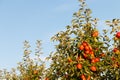 Apples hanging from a branch of a cultivated apple tree.