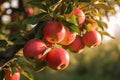 Apples Hanging From Tree