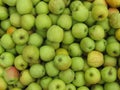 Apples harvest Royalty Free Stock Photo