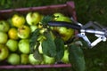 Apples harvesting in crater with pluck pole