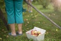 The apples that have been picked lie in a box on the grass and near the feet of an elderly woman harvesting in the Royalty Free Stock Photo