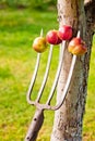 Apples impaled on the forks