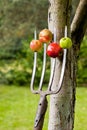 Apples impaled on the forks