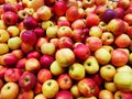 Apples Jonathan for sale - pile