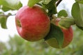Apples large Mature on a branch in the garden close-up in the daytime. Royalty Free Stock Photo