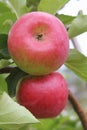 Apples large Mature on a branch in the garden close-up in the daytime.