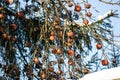 apples left on the trees in freezing winter, apple tree in garden.