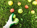 Apples lie on the ground, on the grass in the garden. gardener in protective gloves collects them on the field. harvesting in