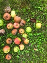 Apples lie in a large heap on the grass. collected the fallen fruits of the tree. green, red, rotten apple fruits. against the Royalty Free Stock Photo