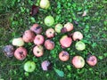 Apples lie in a large heap on the grass. the gardener collected the fallen fruits of the tree. green, red, rotten apple fruits. Royalty Free Stock Photo