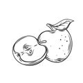 Apples line icon, hand drawn delicious whole fruit with leaf on stem, cut in half
