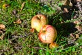 Apples lying in the grass Royalty Free Stock Photo
