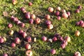 Apples lying on the grass Royalty Free Stock Photo
