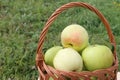 The apples lying in a wattled basket in a garden Royalty Free Stock Photo