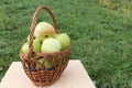 The apples lying in a wattled basket on a table in a garden Royalty Free Stock Photo