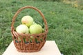 The apples lying in a wattled basket on a table in a garden Royalty Free Stock Photo