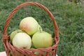 The apples lying in a wattled basket on a table in a garden Royalty Free Stock Photo