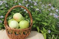 The apples lying in a wattled basket on a table Royalty Free Stock Photo