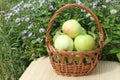 The apples lying in a wattled basket on a table Royalty Free Stock Photo