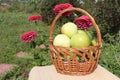 The apples lying in a wattled basket on a table Royalty Free Stock Photo