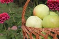 The apples lying in a wattled basket on a table in a garden Royalty Free Stock Photo