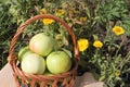 The apples lying in a wattled basket on a table in a garden Royalty Free Stock Photo