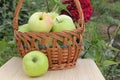 The apples lying in a wattled basket on a table in a garden Royalty Free Stock Photo