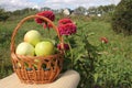 The apples lying in a wattled basket on a table in a garden Royalty Free Stock Photo