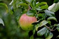 Apple of the variety Pinova - or Pinata, Sonata or Corail - Malus domestica Pinova, cross between the varieties Clivia and Golden Royalty Free Stock Photo