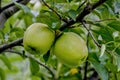Early apple of the variety Piros, Malus domestica Piros, dessert apple, ripe on the tree, Bavaria, Germany, Europe