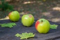 Apples and maple leaves on an old wooden table Royalty Free Stock Photo