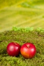 Apples on moss