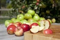 Apples in orchard