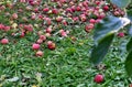 apples in an orchard, agriculture and fruit concept Royalty Free Stock Photo