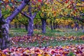 Apples orchard with red leaves