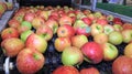 Apples packing warehouse Royalty Free Stock Photo