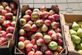 Apples and pears in cardboard boxes on the market. Royalty Free Stock Photo