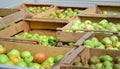 Apples and pears from organic farming are stored in several wooden boxes