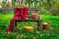 Apples picked in three baskets, red banket on wooden bench under an apple tree in orchard on an autumn day