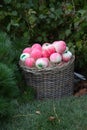 Apples pink and red in a wicker basket on a background of green bushes and grass. Food, fruits, agriculture