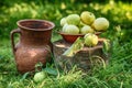 Apples with pitcher, still life. Royalty Free Stock Photo