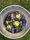 Apples and plums as waste in a bucket Royalty Free Stock Photo