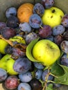 Apples and plums as waste in a bucket Royalty Free Stock Photo