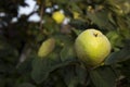 Apples Quince hanging in the tree. A collection of fruit flavored apples