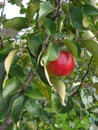 Apples ready to pick from the orchard. Michigan Apples on the Tree in the Fall. Apple tree with red apples.